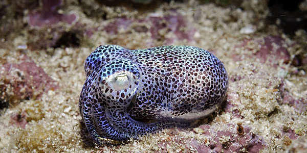 Speckled bioluminescent squid lying on the seabed.