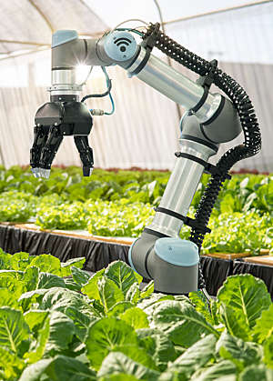 Smart robotic farmers in agriculture futuristic robot automation to vegetable farm,Smart farm concept