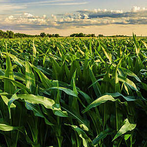 Cornfield at sunset in Illinois, USA.