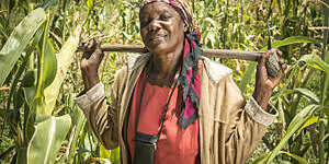 A woman working in a corn (Zea mays)  field in Maun, Botswana- Sexaxa Village.