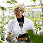 Senior woman analyzing plants in greenhouse. Female greenhouse technician checking plants in the commercial greenhouse.