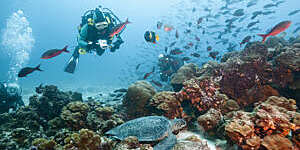 Diver viewing endangered green sea turtle (Chelonia mydas agassisi), resting in reef, Galapagos Islands, Ecuador.